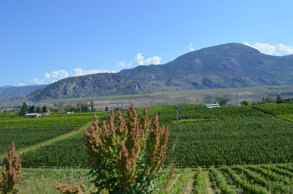 Les vignobles d'Okanagan