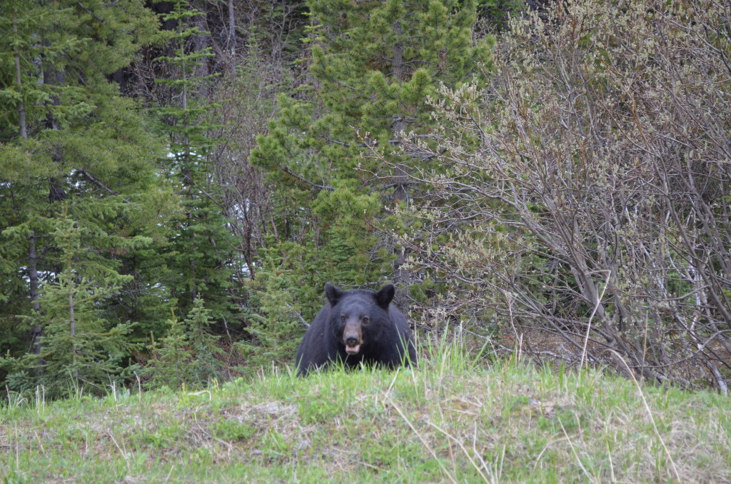 Nous avons même rencontré un Ours noir !