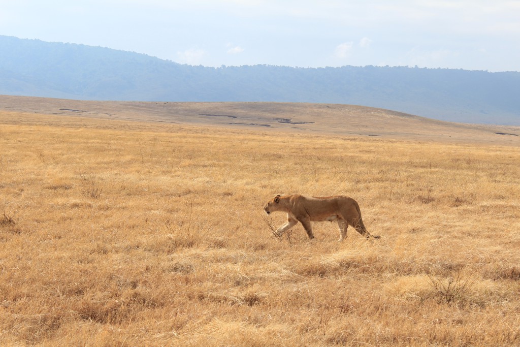 Lionne, Cratère du Ngorongoro, Tanzanie 