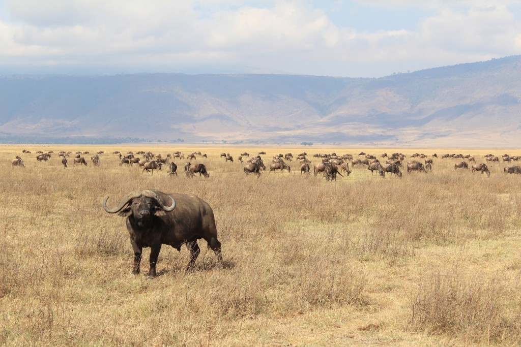 Buffle, Cratère du Ngorongoro, Tanzanie 
