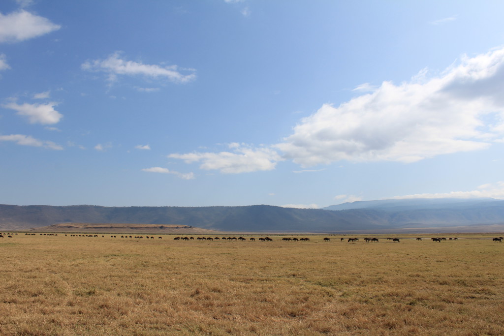 Troupeaux, cratère du Ngorongoro, Tanzanie