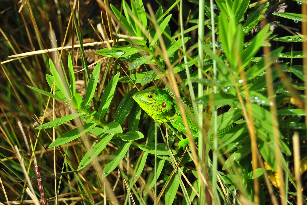 Caméléon Horton Plains, Sri Lanka