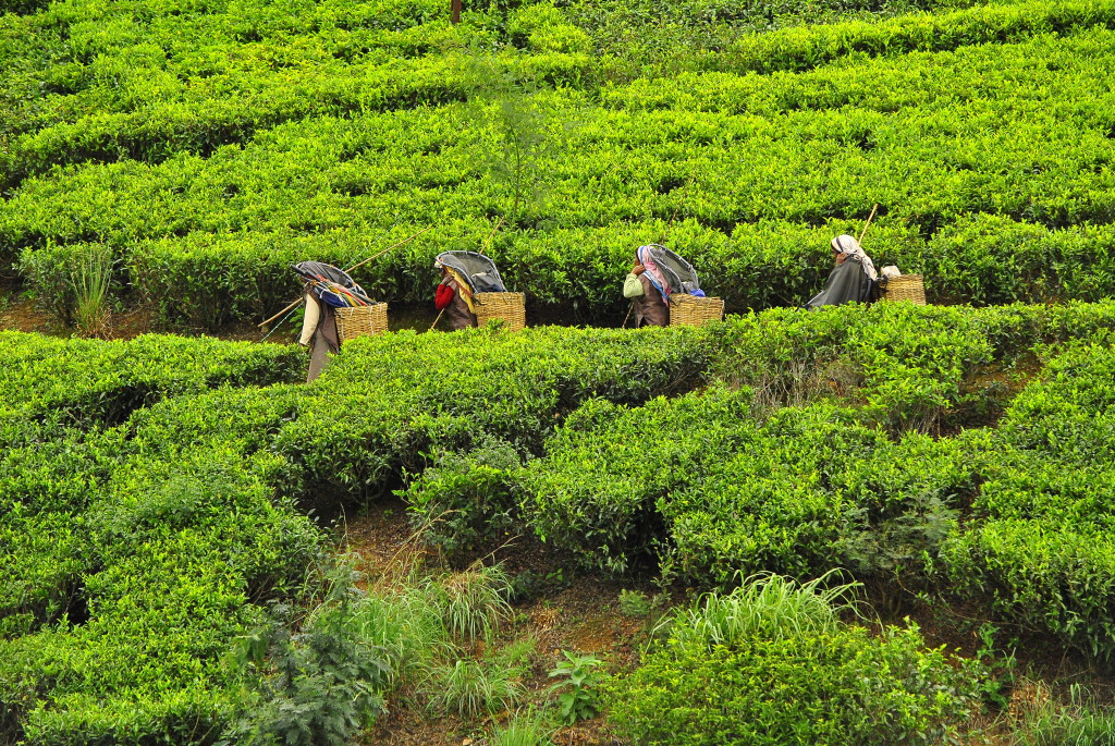 Plantation de thé, Sri Lanka