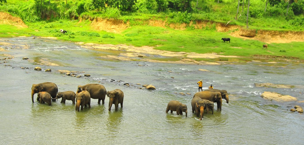 Orphelinat des éléphants de Pinnawala, Sri Lanka