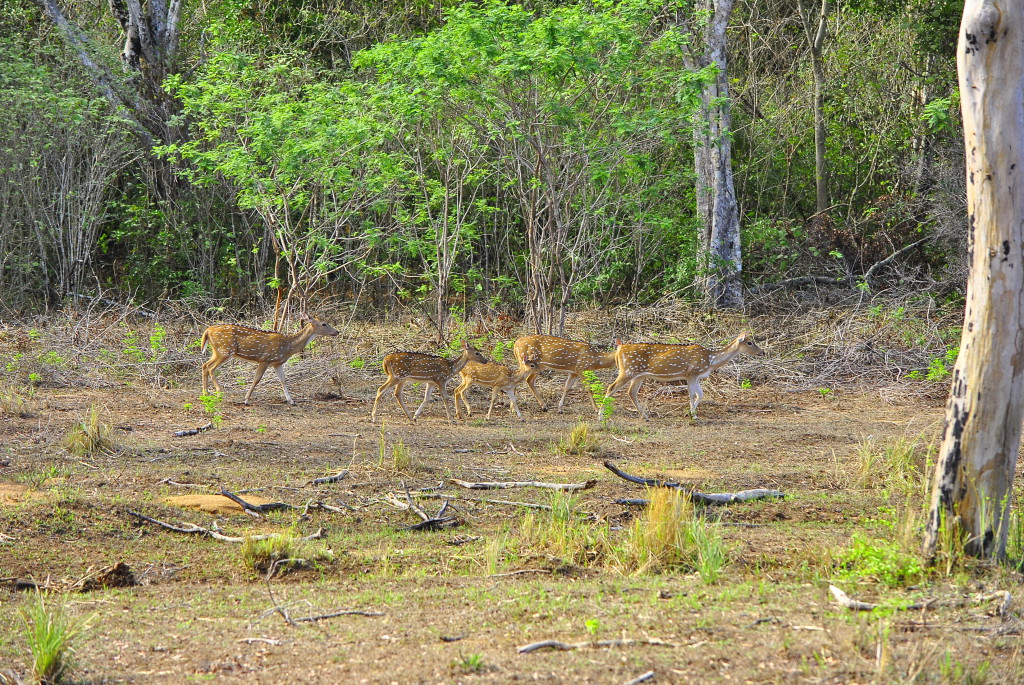 Parc National de Yala, Sri Lanka
