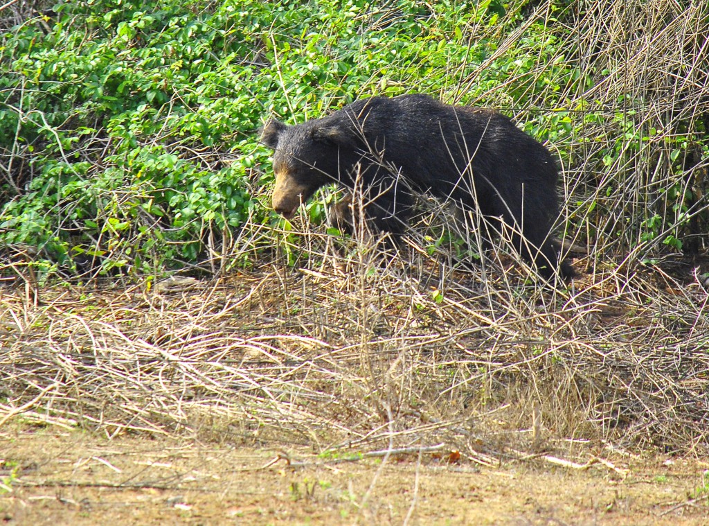 Ours, Parc National de Yala, Sri Lanka