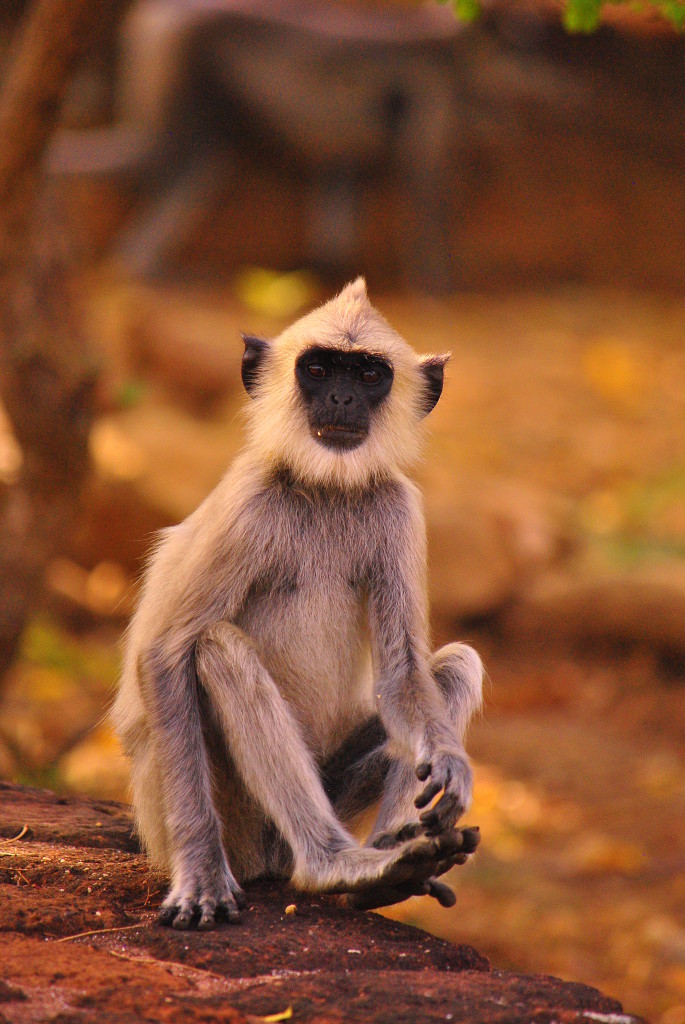 Langur - Polonnaruwa, Sri Lanka