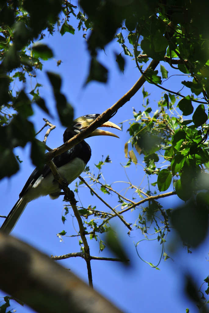 Toucan - Giritale, Sri Lanka