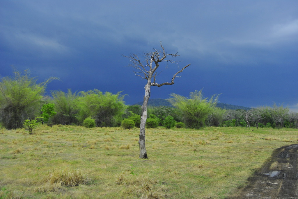 Parc National de Minneriya, Sri Lanka