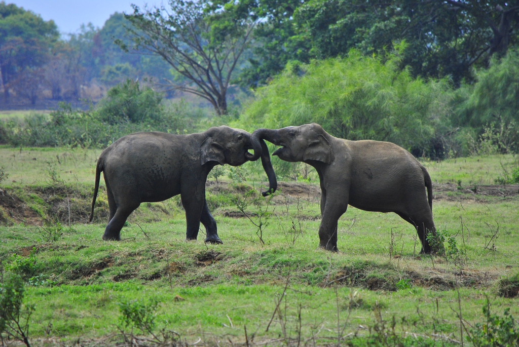 Eléphants sauvages - Minneriya, Sri Lanka