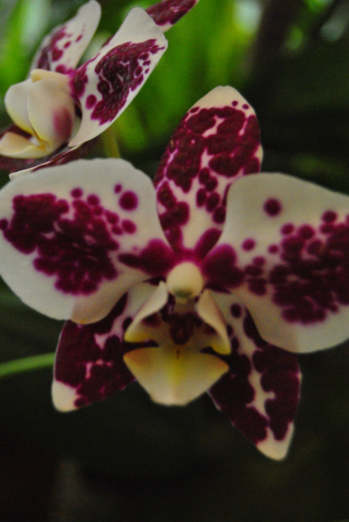 Orchidée - Jardin Botanique, Sri Lanka
