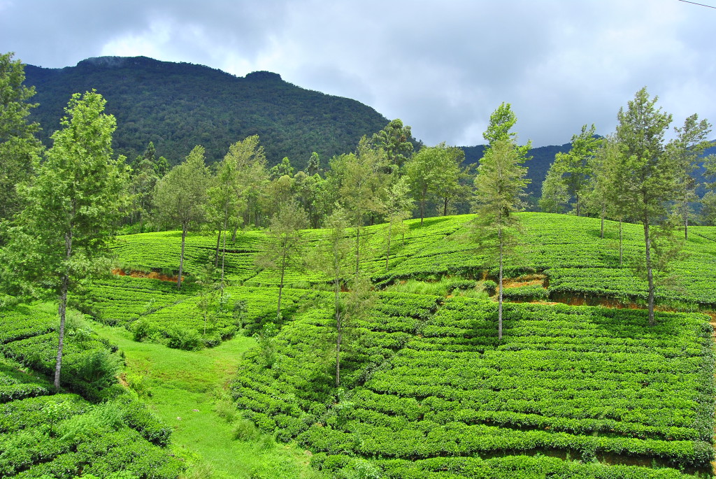 Nuwara Eliya, Sri Lanka