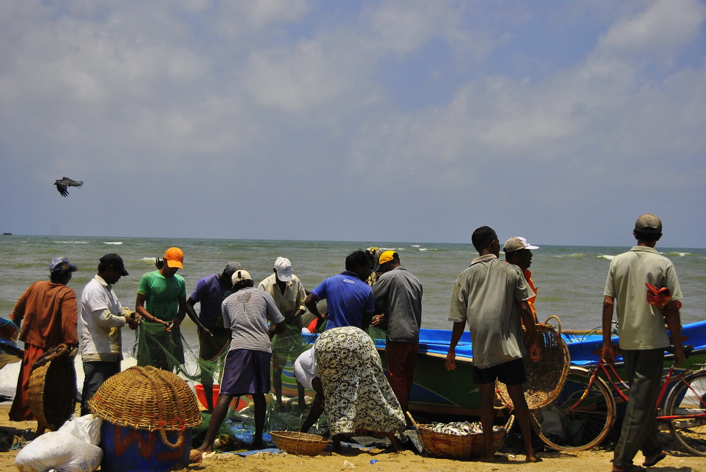 Marché aux poissons - Negombo, Sri Lanka