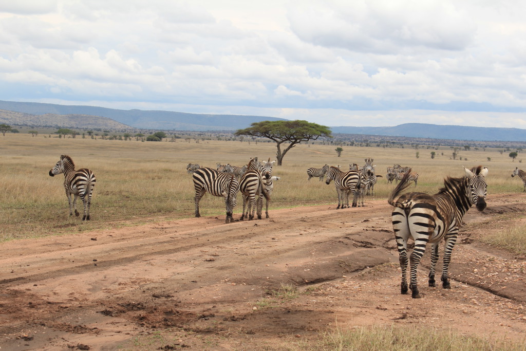 Parc National du Serengeti, Tanzanie