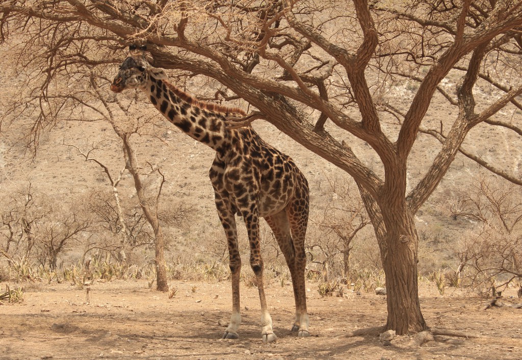 Parc National du Serengeti, Tanzanie