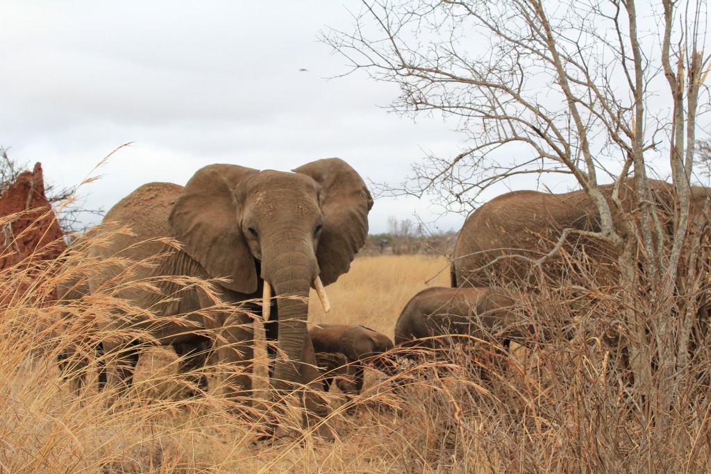 Elephants, Tarangire, Tanzanie