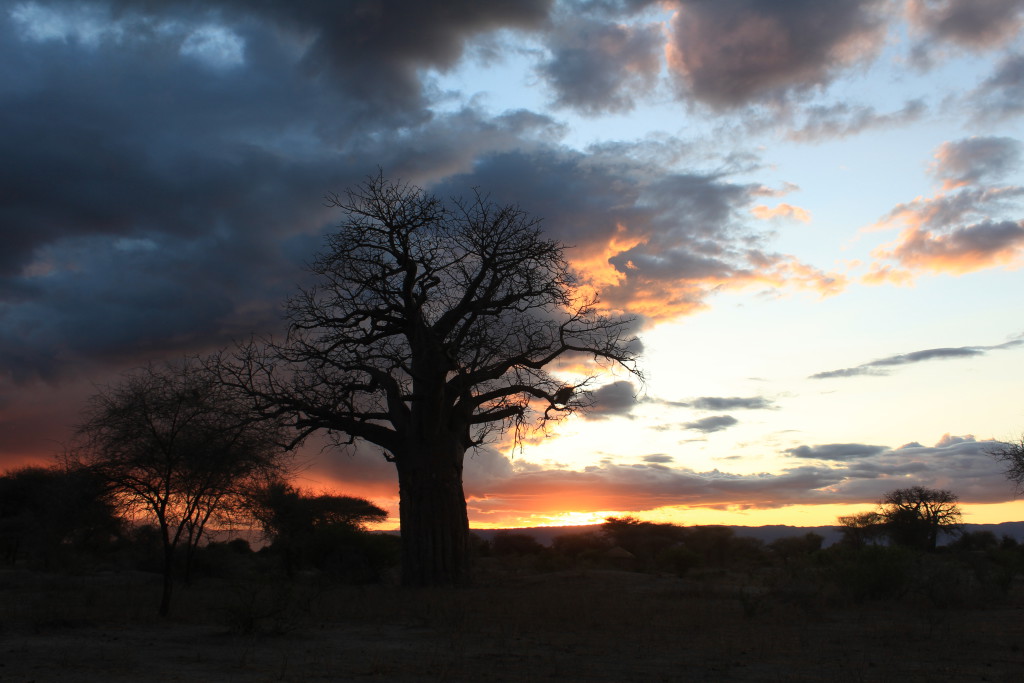 Baobab, Tarangire, Tanzanie
