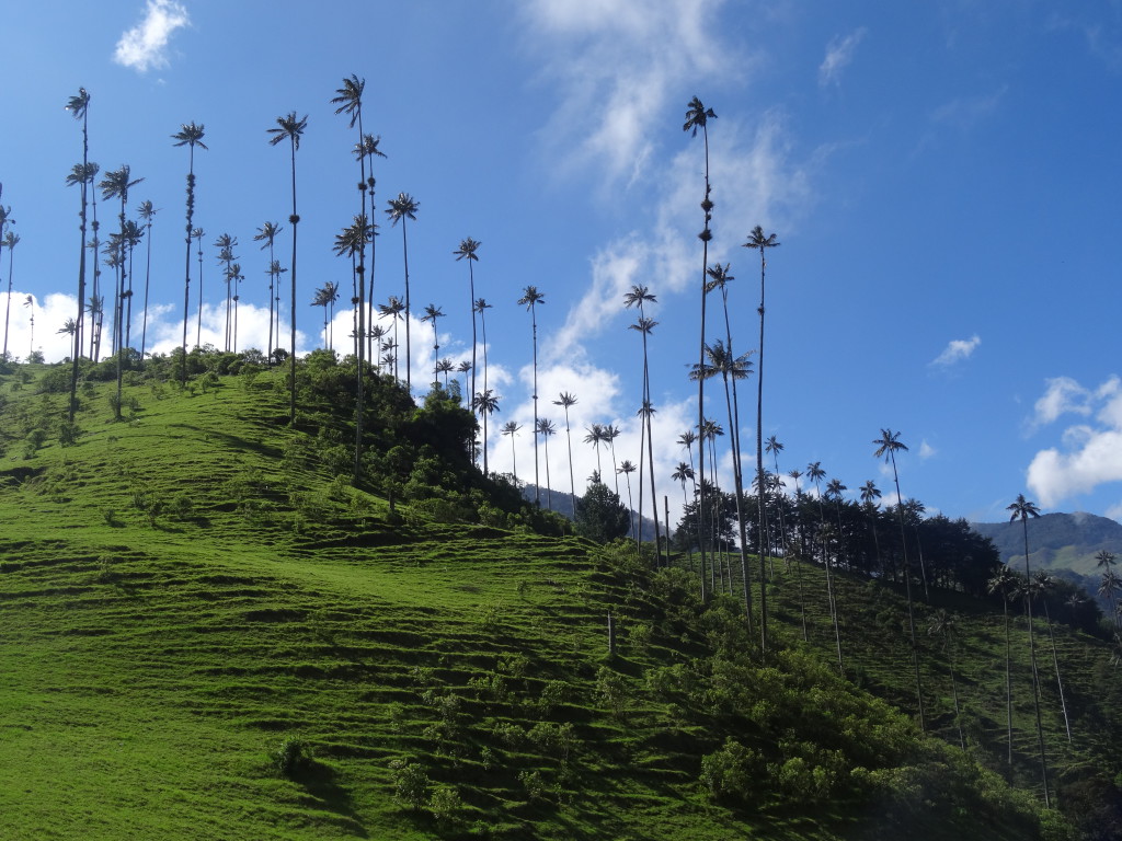 Palmiers à cire - Vallée de Cocora