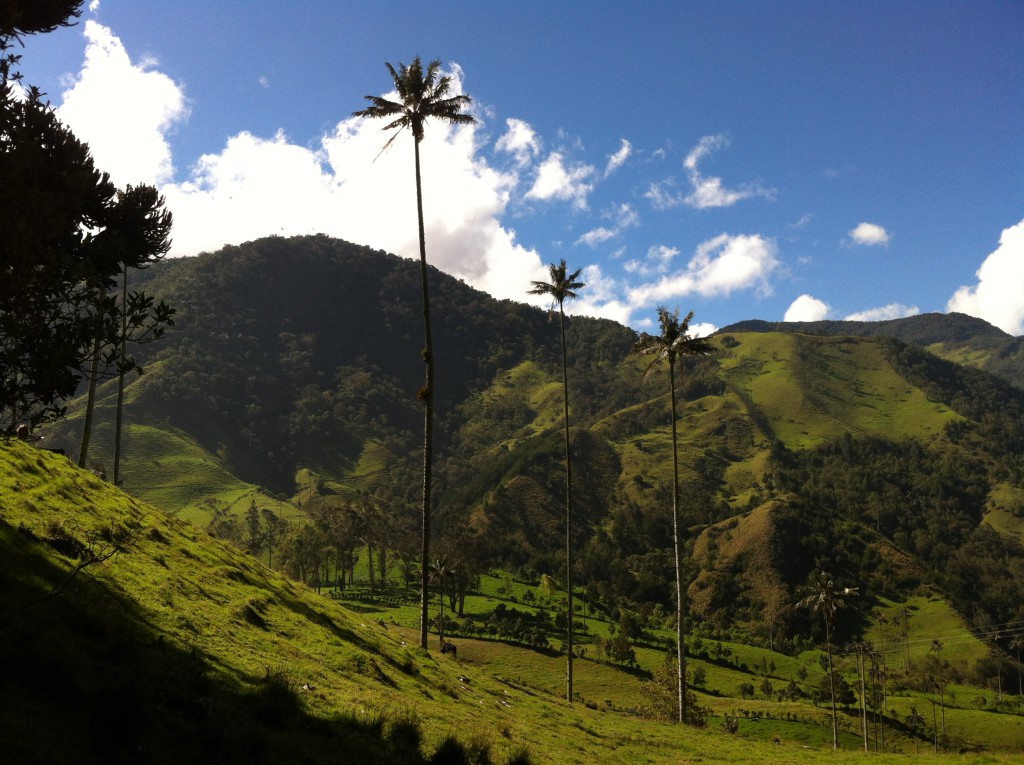 Vallée de Cocora