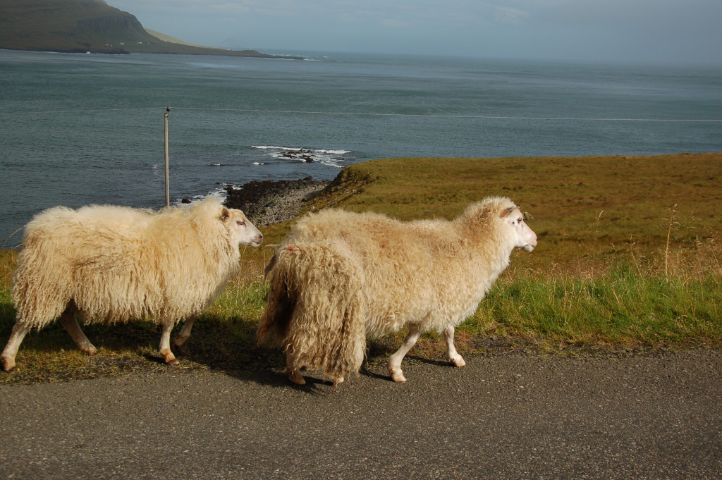 Moutons islandais dans les alentours de Hofn - © Sylvain. M