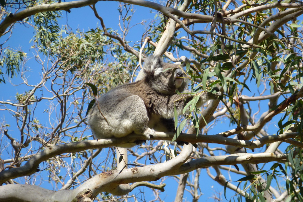 Koala, Kangaroo Island, Australie 