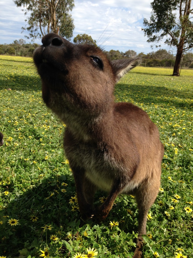 Kangourou, Kangaroo Island, Australie 