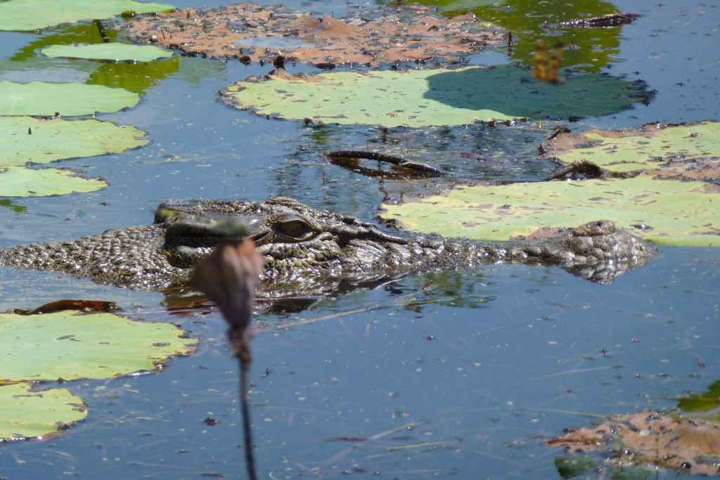 Croisière Billabong - Mary River,Northern Territory, Australie