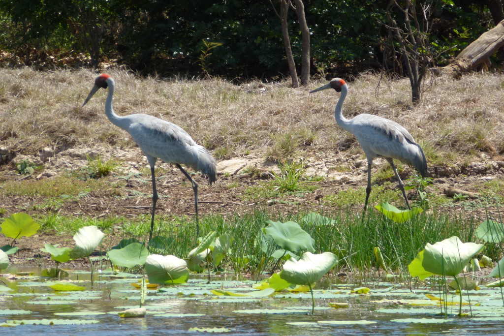 Croisière Billabong - Mary River, Northern Territory, Australie