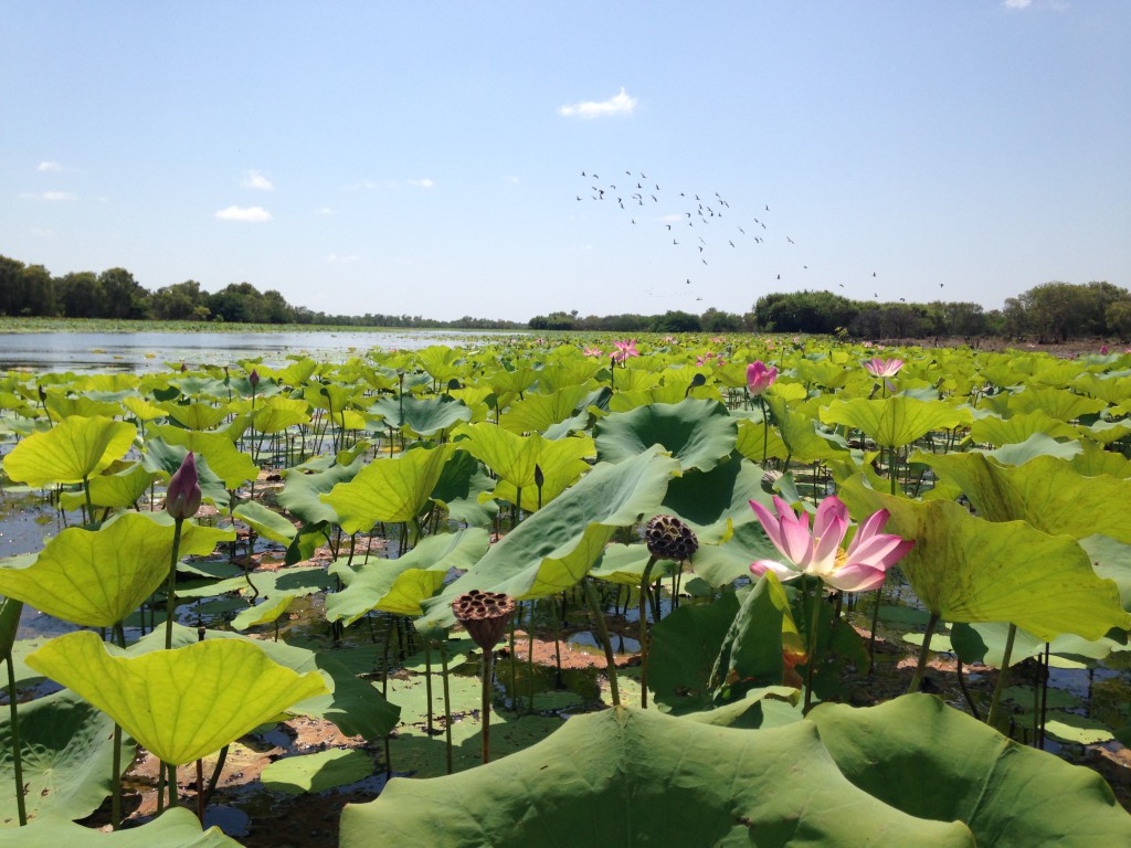 Croisière Billabong - Mary River,Northern Territory, Australie