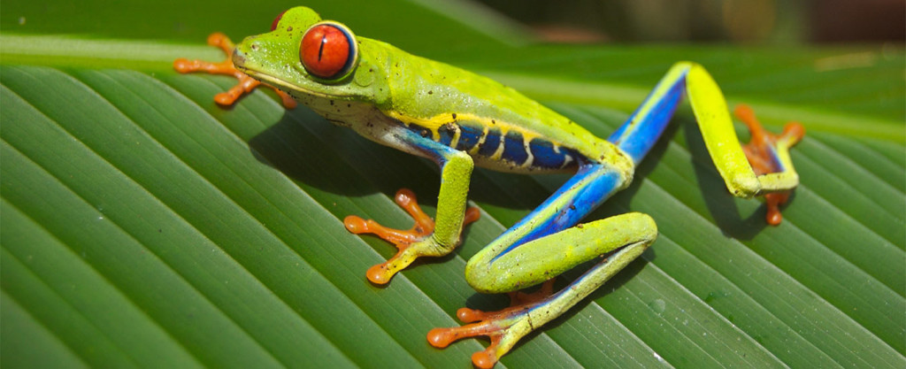 Grenouille - Costa Rica