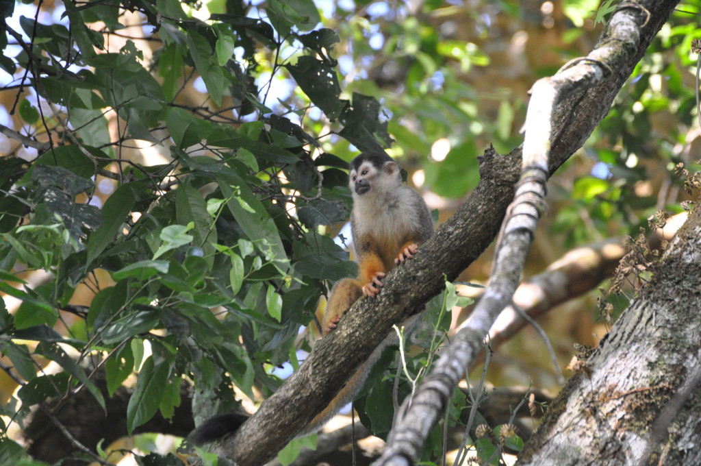 Petit singe - Corcovado 