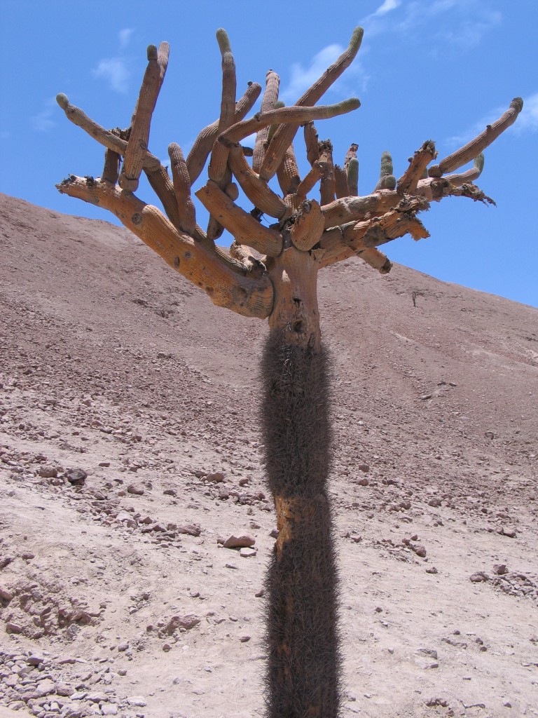 Cactus - Désert aux alentours d'Arica