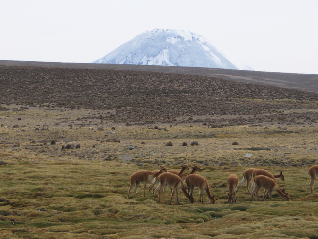 Vigognes - Parcs National de Lauca