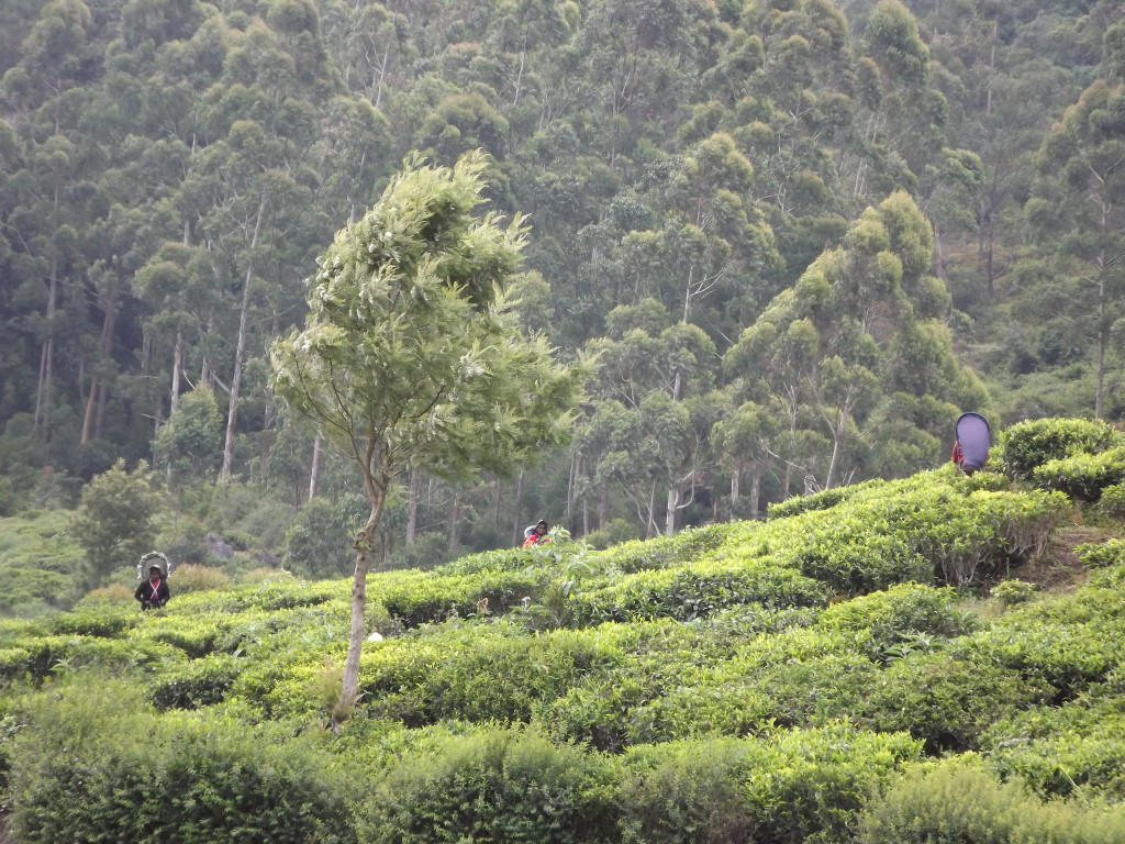 Nuwara Eliya - plantations et cueilleuses, Sri Lanka
