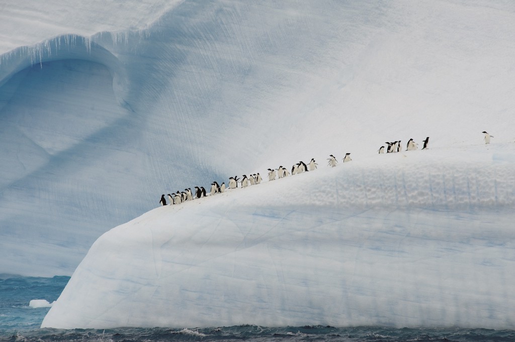 Observation de la faune - Alaska