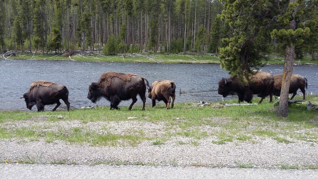 Troupeau sauvage de bisons - Yellowstone