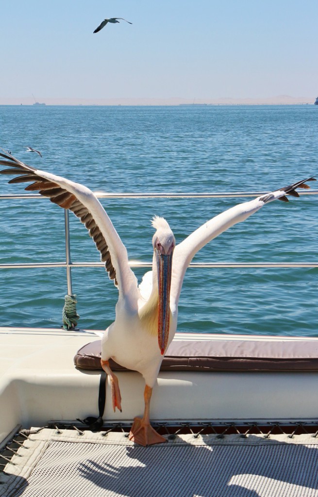 Croisière Walvis Bay, Namibie 