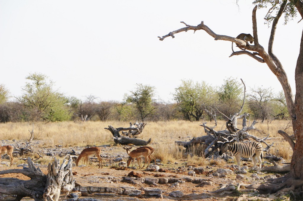 Parc National d'Etosha, Namibie