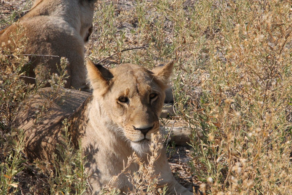 Lionnes - Parc de Chobes