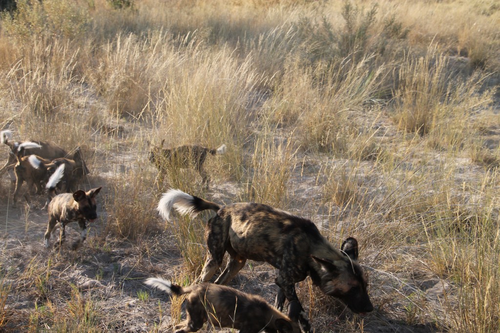 La chasse des chiens sauvages à Chobe