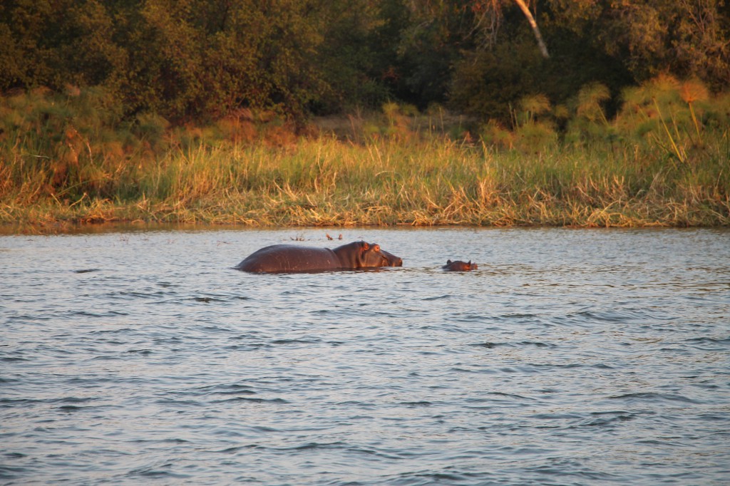 Rivière Chobe - le bain des hippopotames
