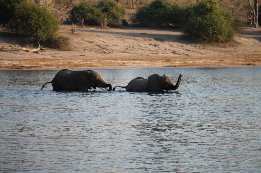 Eléphants - Rivière Chobe 