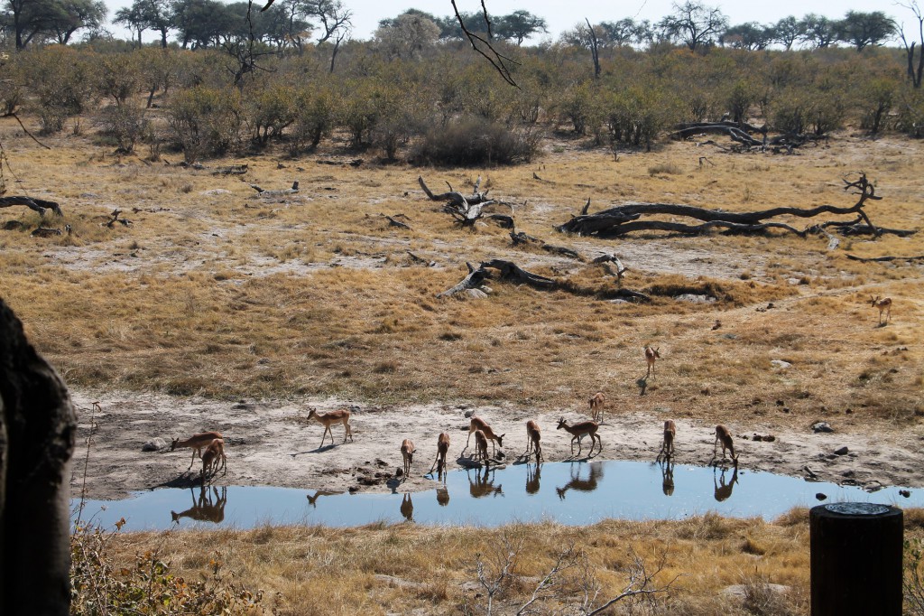 Impala - Parc de Chobe