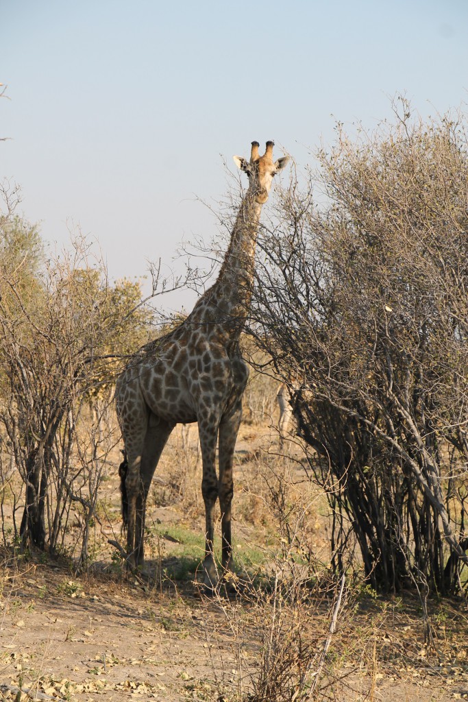 girafe - Parc de Chobe