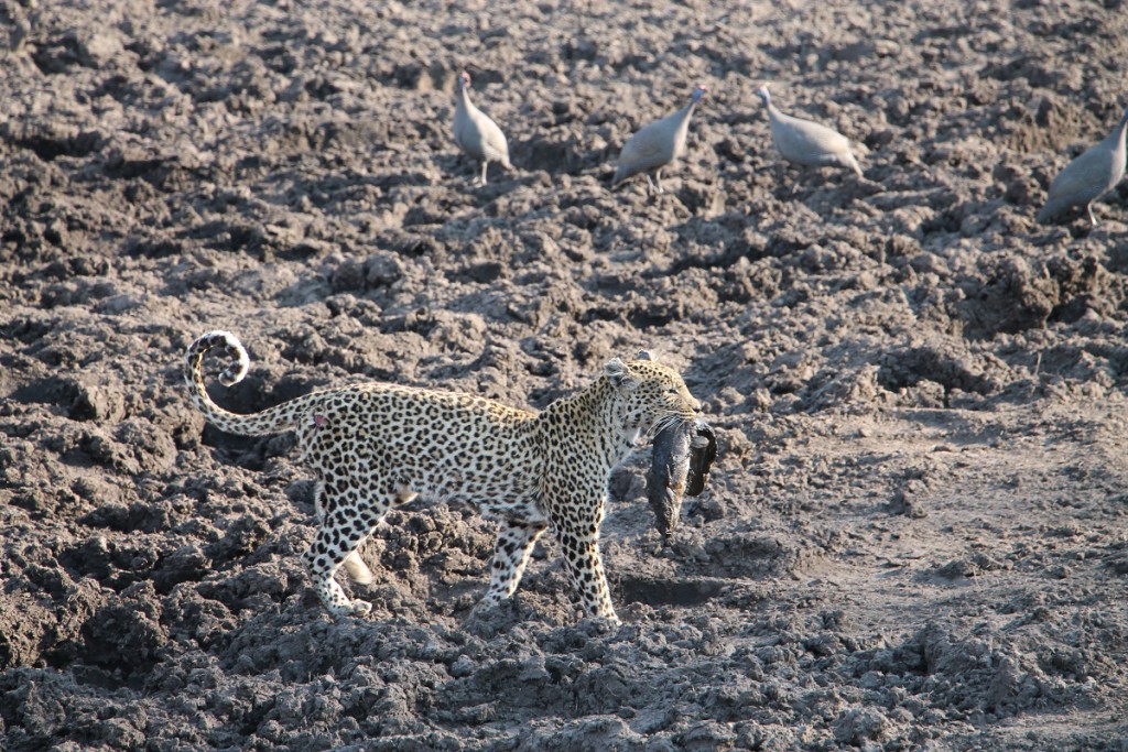 Léopard - Parc de Chobe