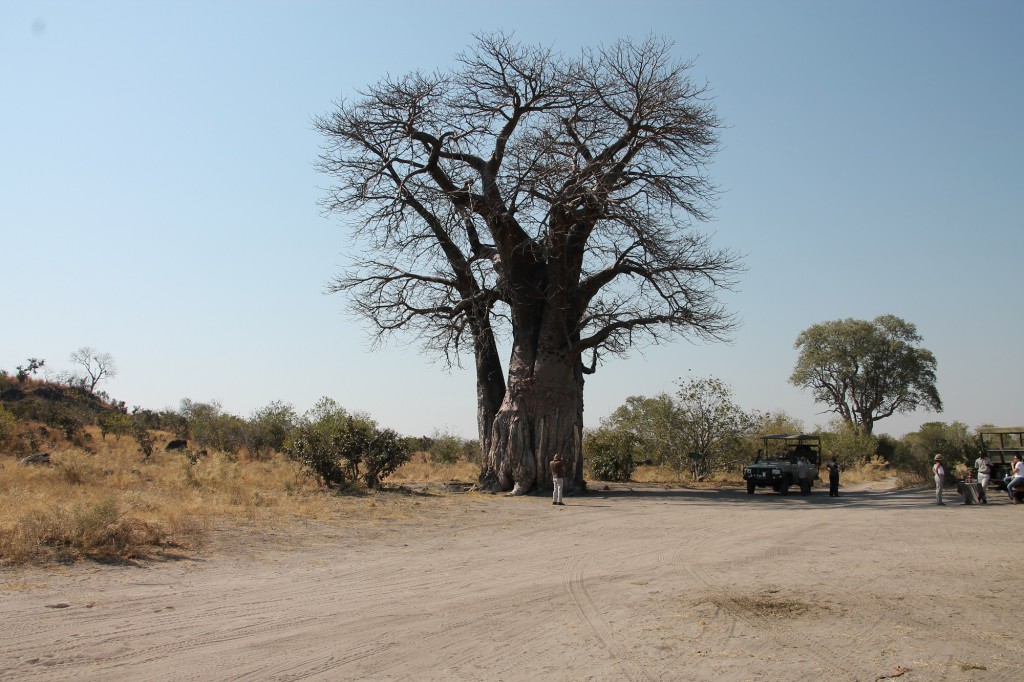 Baobab - Parc de Chobe