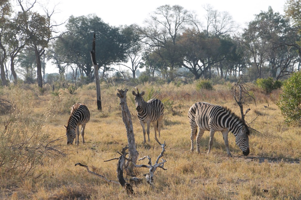 Zèbres - Parc de Chobe