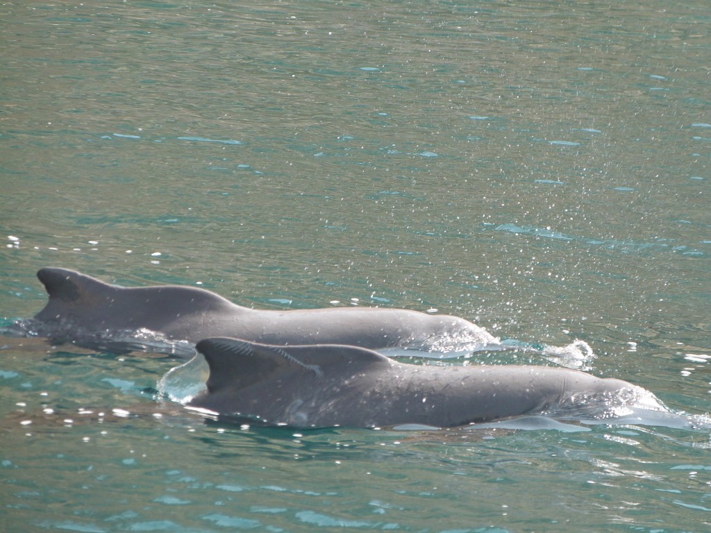 Dauphins dans le Musandam