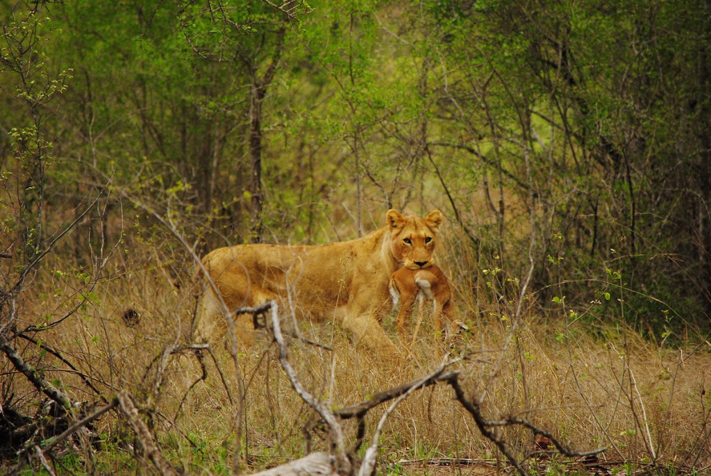 Lionne qui apporte un petit impala à ses lionceaux, Parc Kruger, Afrique du Sud