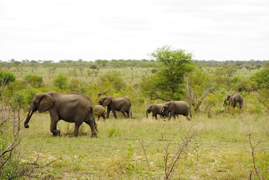 Troupeau d'éléphants - Parc Kruger, Afrique du Sud